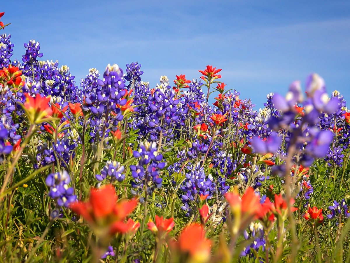 Spring in The Woodlands, Texas